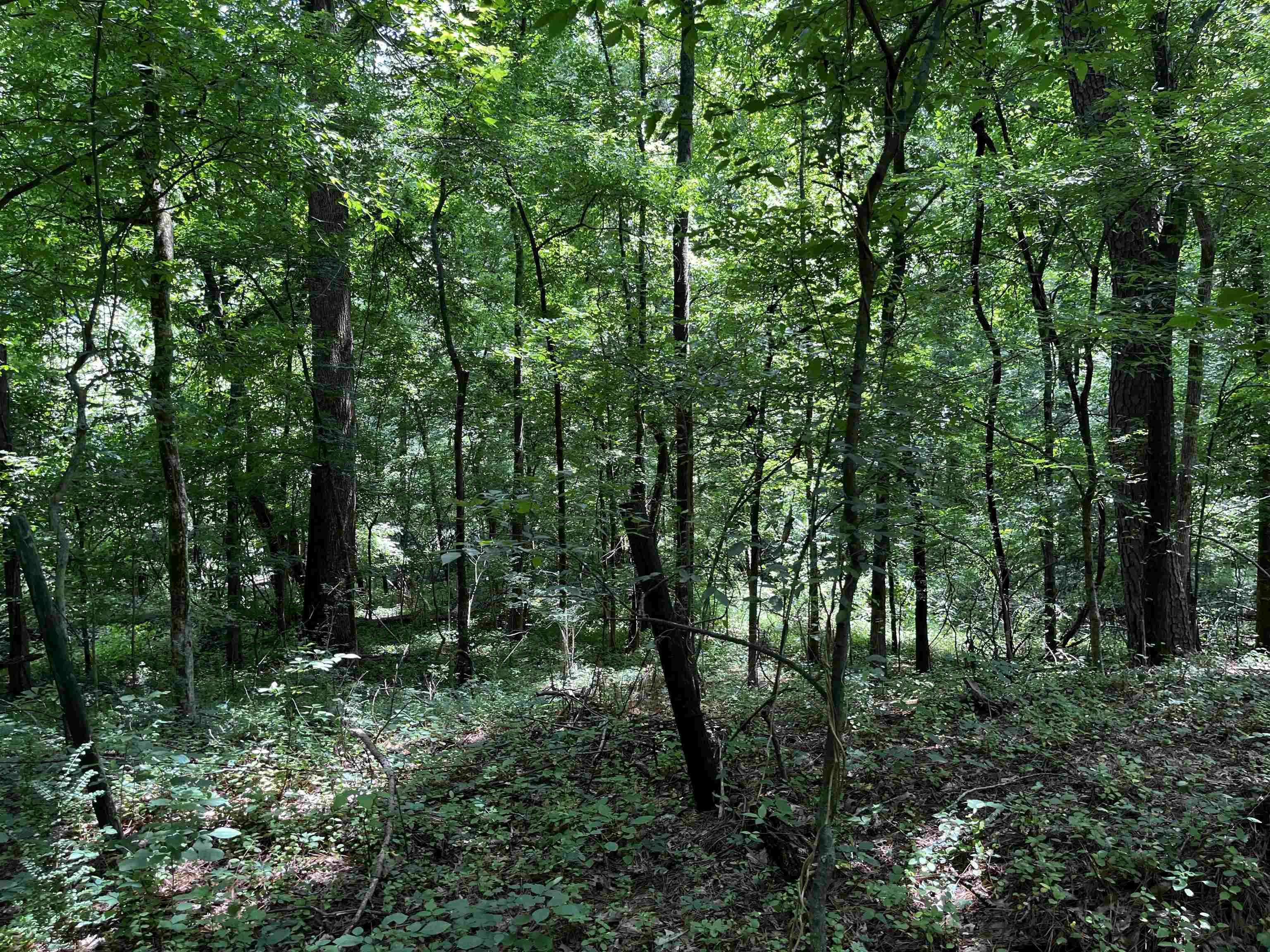 4258 Old Brownsville Road Memphis, TN 38135 - Photo 22 of 40 a view of outdoor space and green space