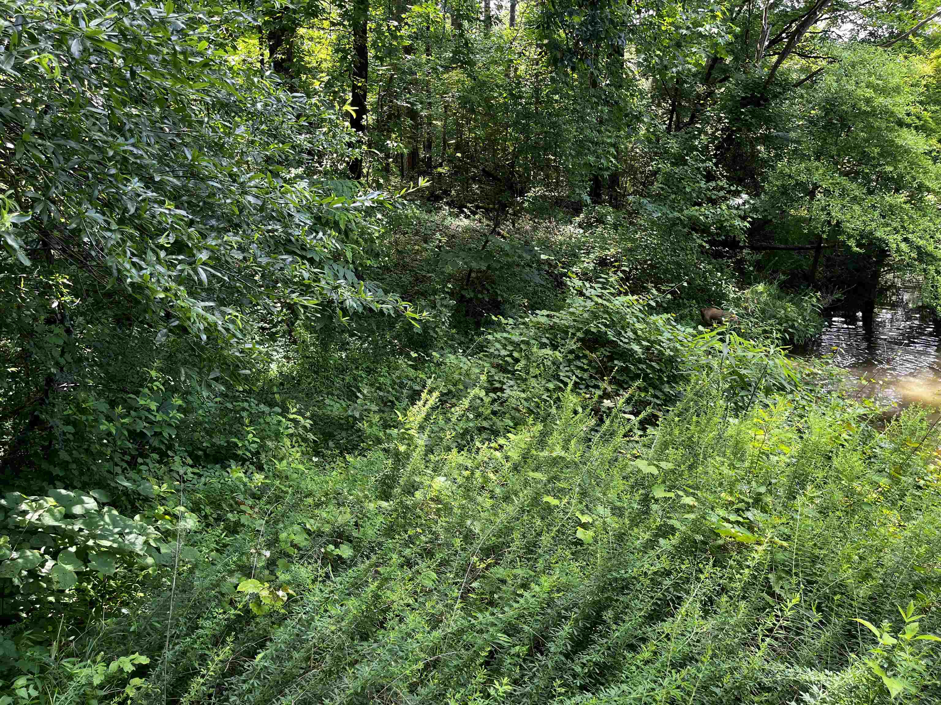 4258 Old Brownsville Road Memphis, TN 38135 - Photo 24 of 40 a view of a lush green forest with lots of trees