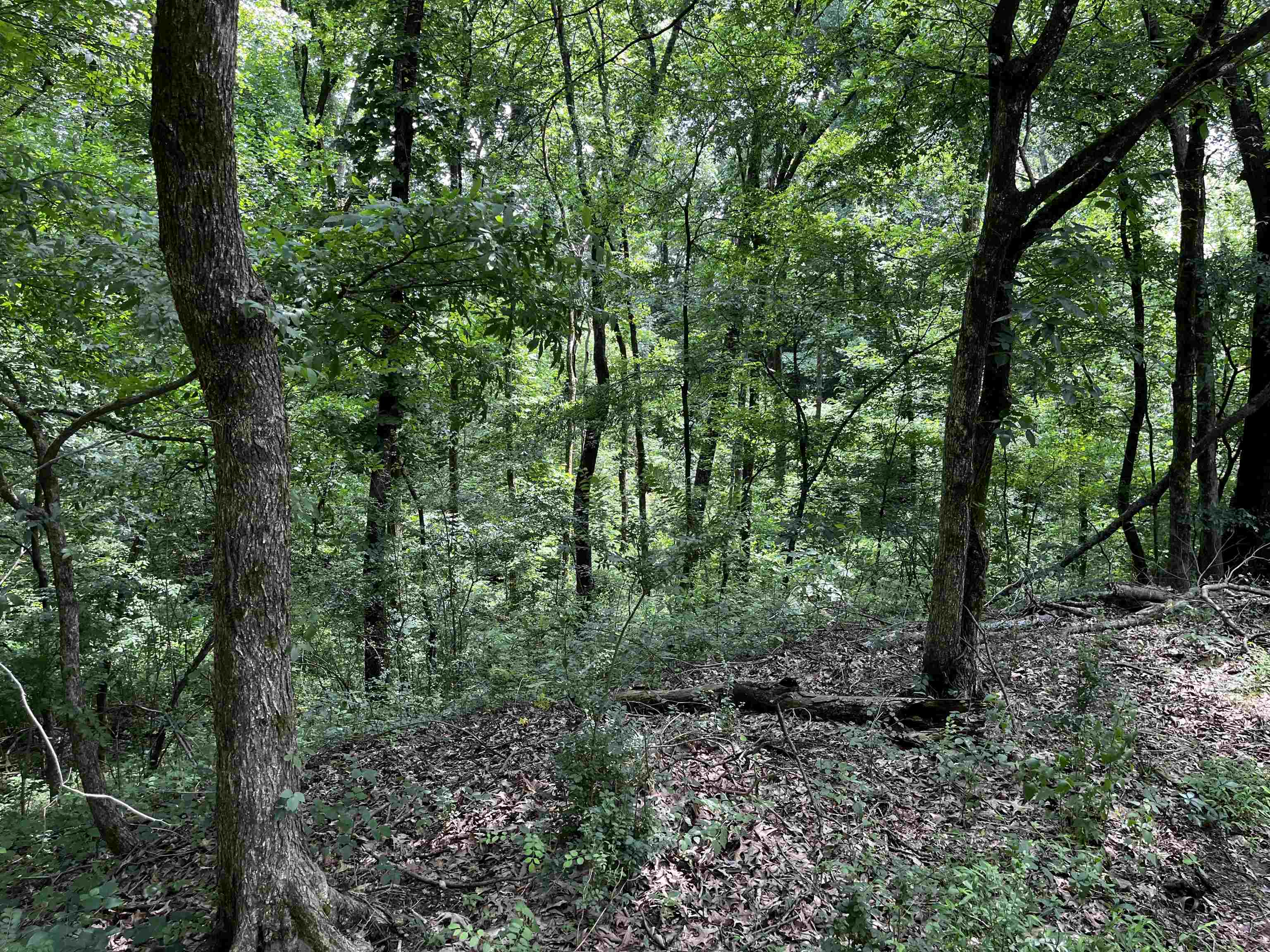 4258 Old Brownsville Road Memphis, TN 38135 - Photo 26 of 40 a view of a forest with trees