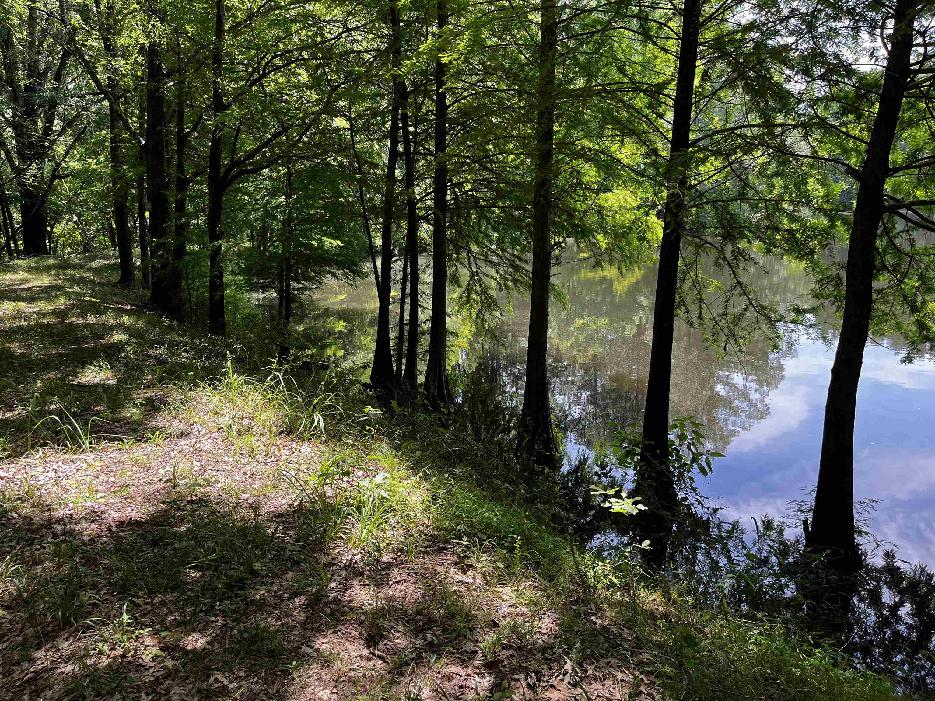 4258 Old Brownsville Road Memphis, TN 38135 - Photo 27 of 40 a view of a trees in a yard