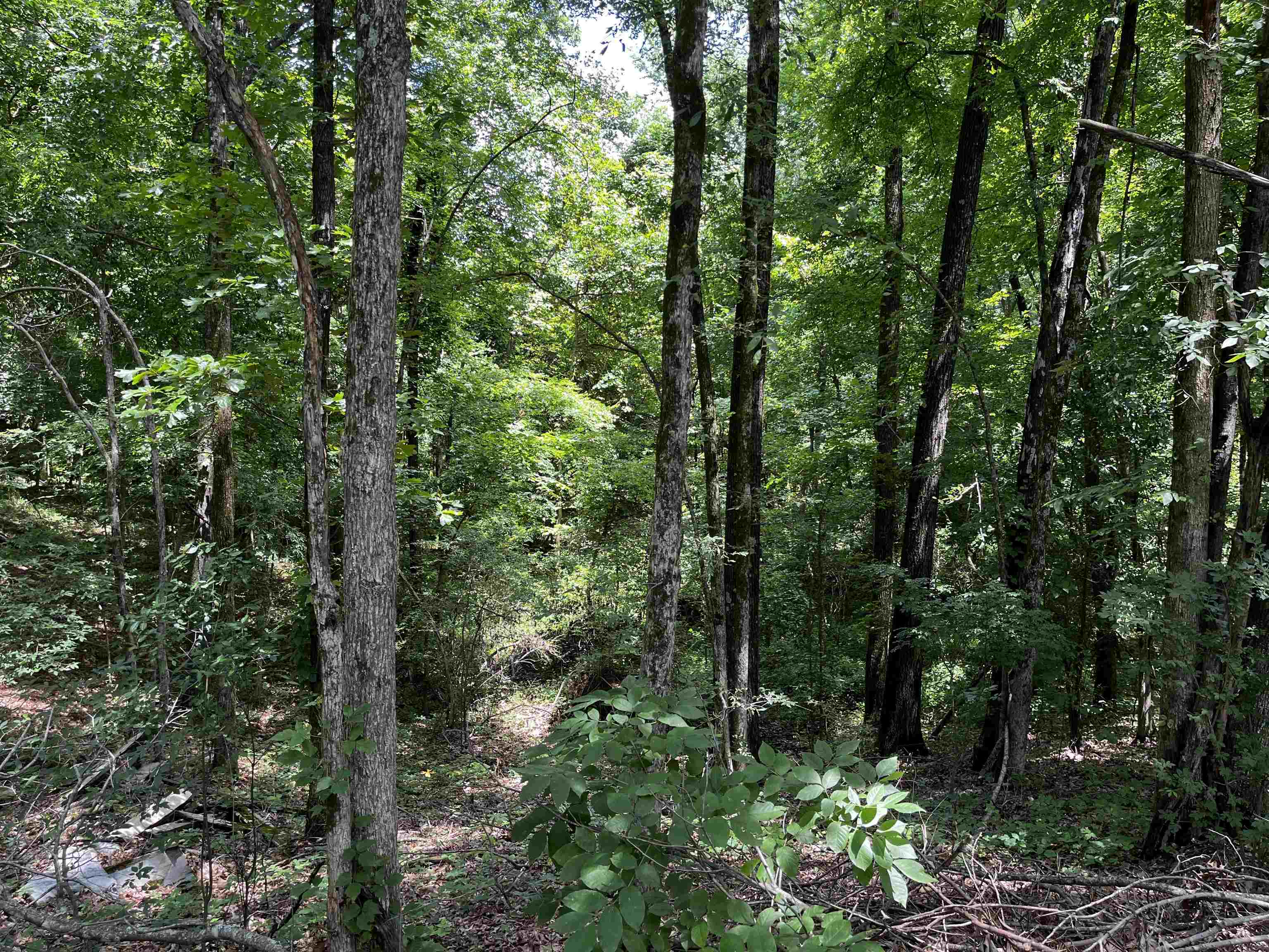 4258 Old Brownsville Road Memphis, TN 38135 - Photo 29 of 40 a view of forest