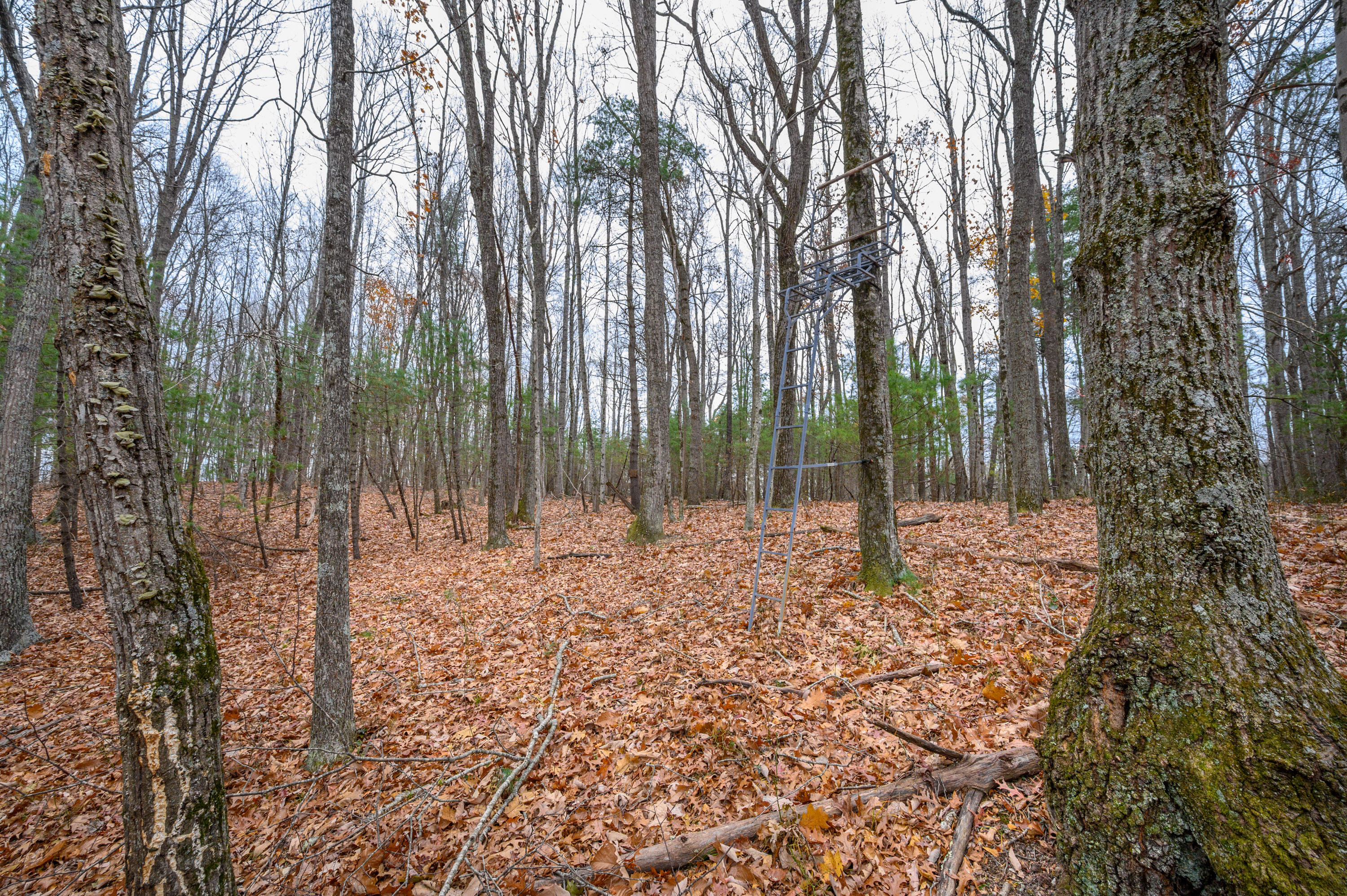 621 Wild Cherry Road Northeast Pilot, VA 24138 - Photo 13 of 21 a view of outdoor space with trees