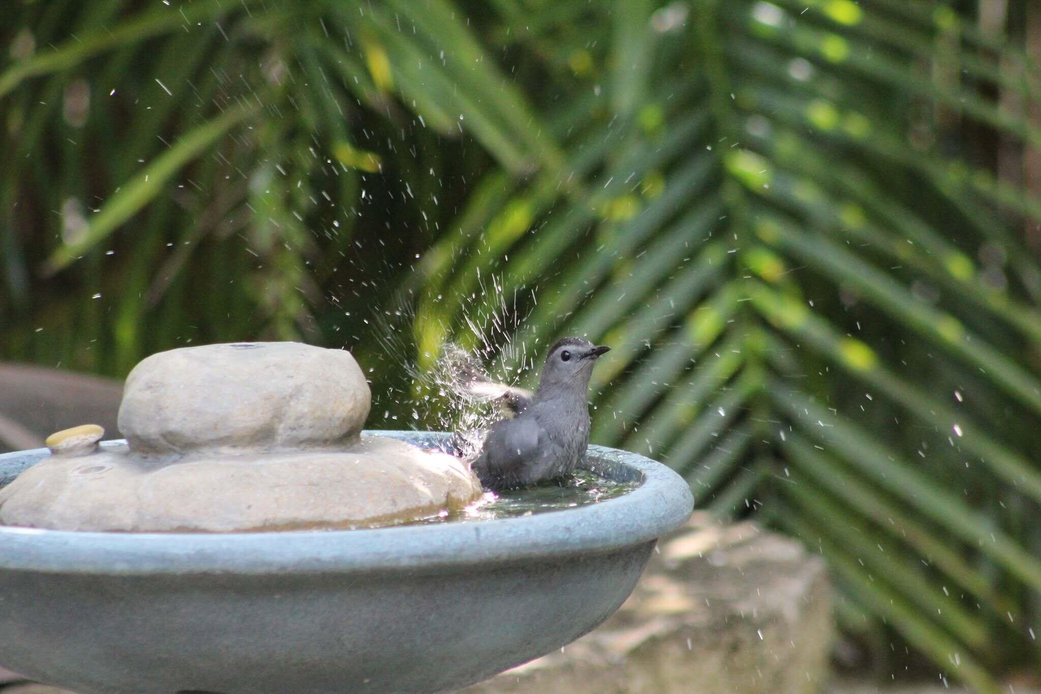4201 Fillmore Street Hollywood, FL 33021 - Photo 20 of 27 Fountain