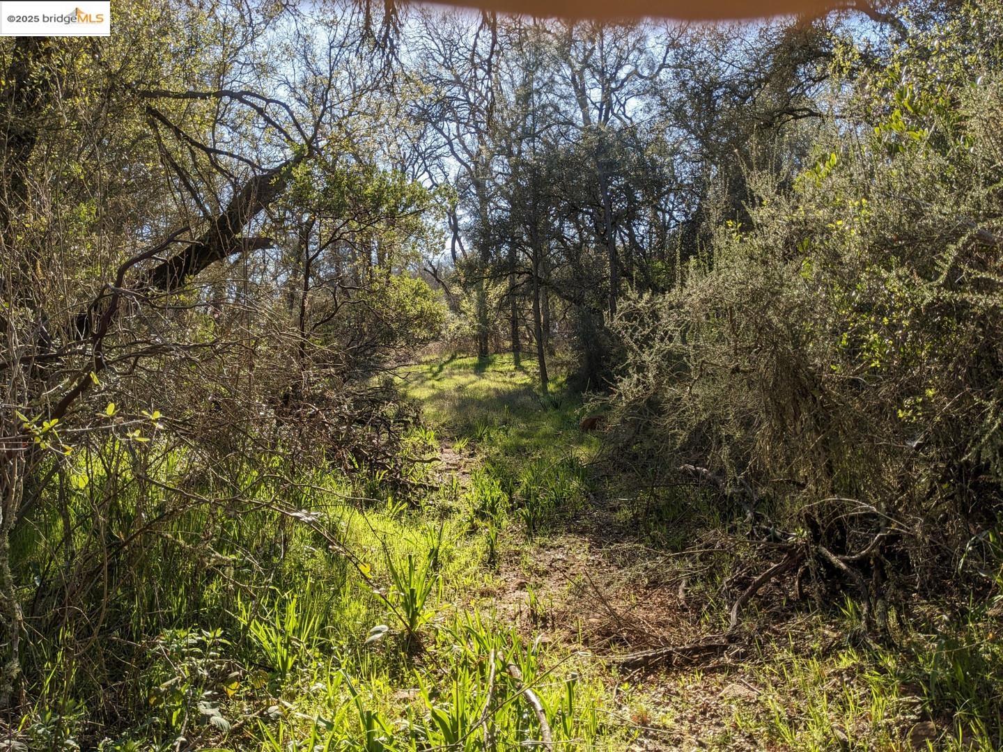 4095 Green Valley Road Rescue, CA 95672 - Photo 22 of 31 a view of a yard with a tree
