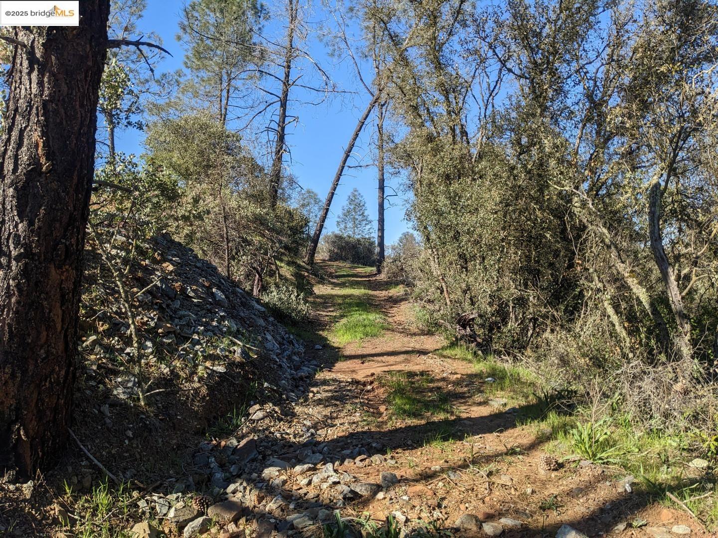 4095 Green Valley Road Rescue, CA 95672 - Photo 24 of 31 a yard with tall trees