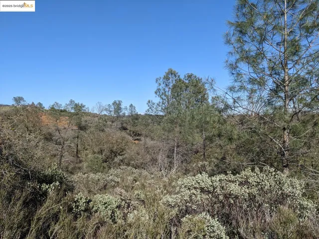 a view of a dry yard with trees