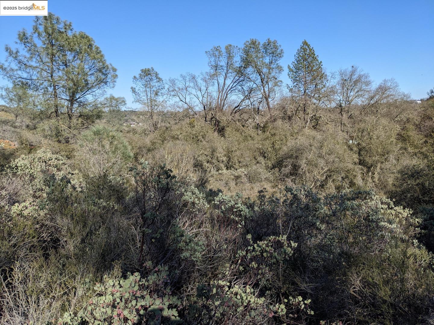 4095 Green Valley Road Rescue, CA 95672 - Photo 30 of 31 a view of a dry yard with lots of bushes