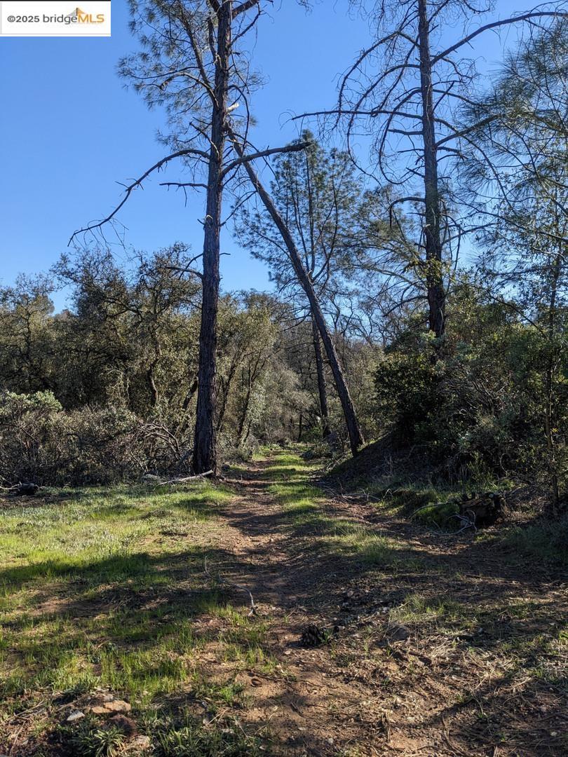 4095 Green Valley Road Rescue, CA 95672 - Photo 31 of 31 a view of a yard with a tree