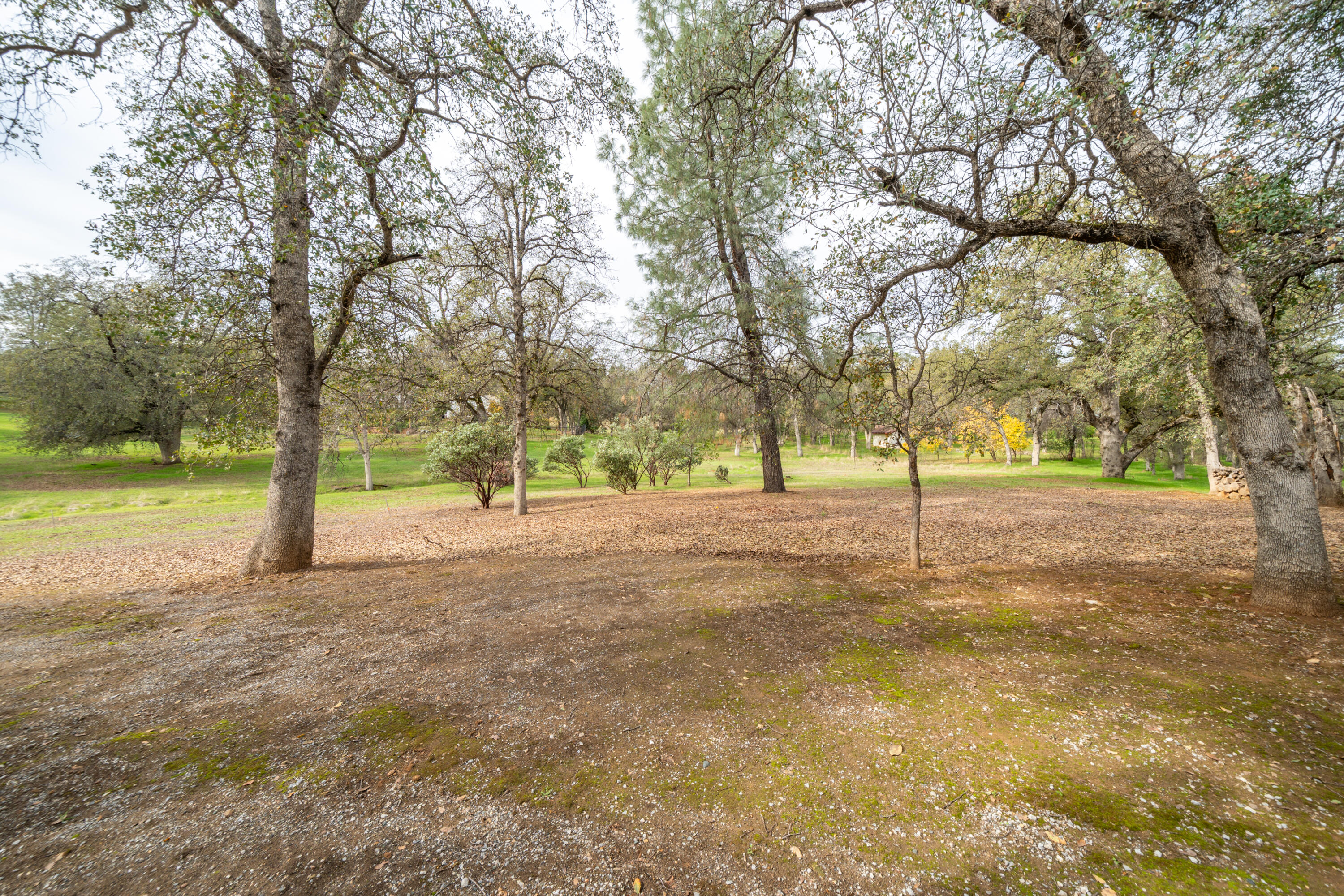 15900 El Camino Robles Road Redding, CA 96001 - Photo 105 of 117 a view of yard with tree