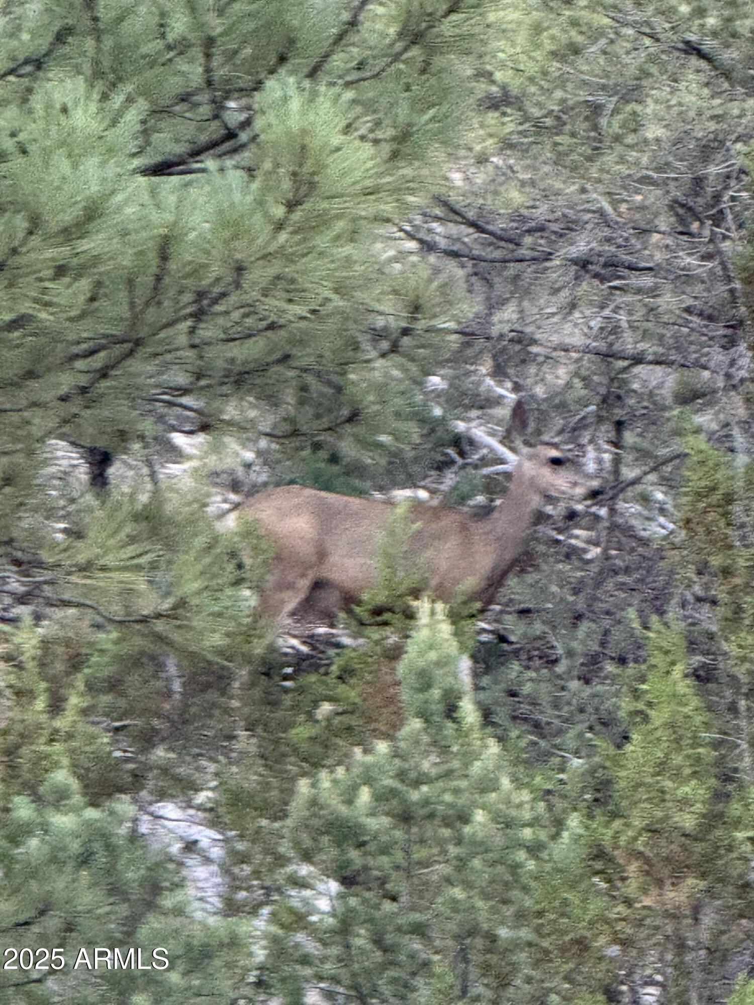 1905 Green Valley Road Heber, AZ 85928 - Photo 26 of 28 a view of the forest