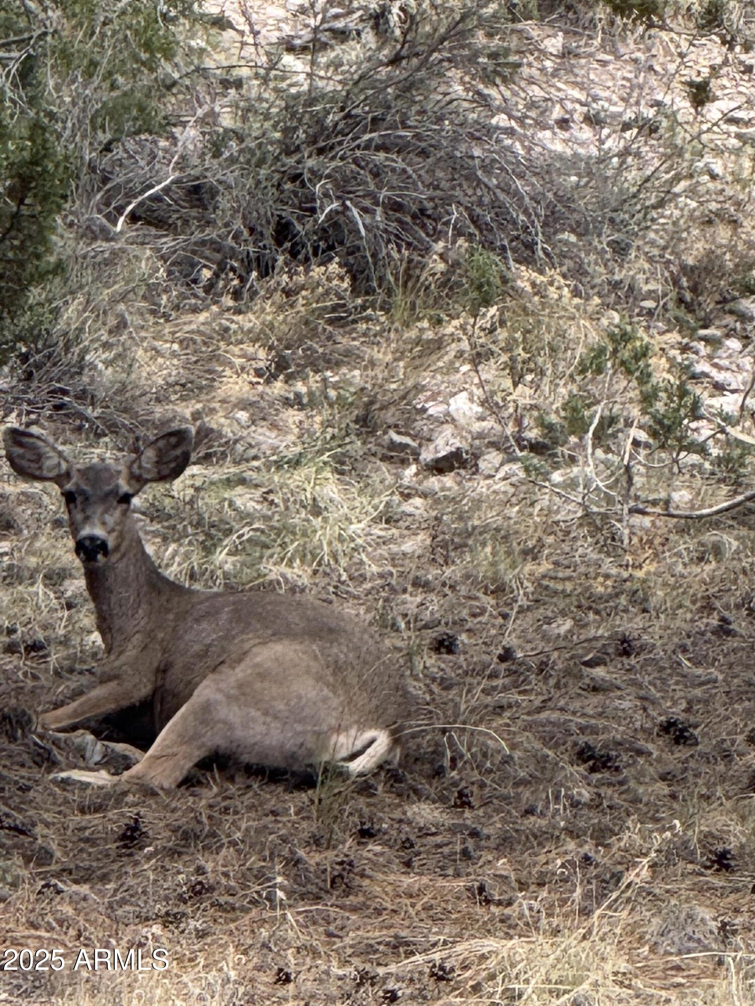 1905 Green Valley Road Heber, AZ 85928 - Photo 27 of 28 a view of a dry yard with lots of trees