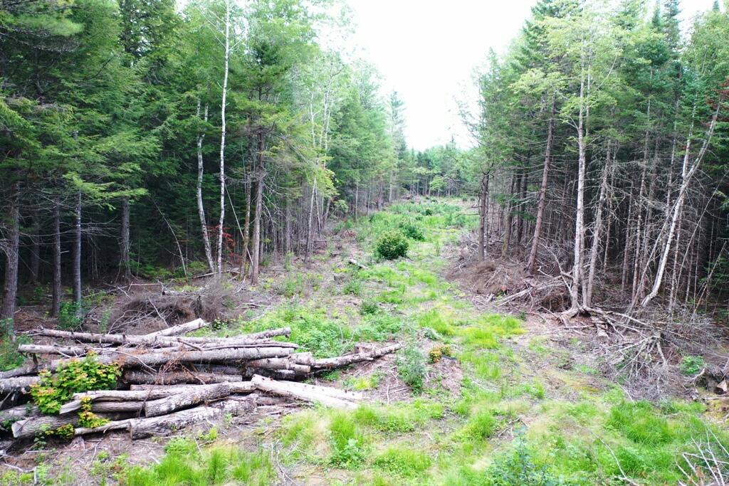 Tbd Caribou Road Passadumkeag, ME 04475 - Photo 7 of 14 DJI_0763
