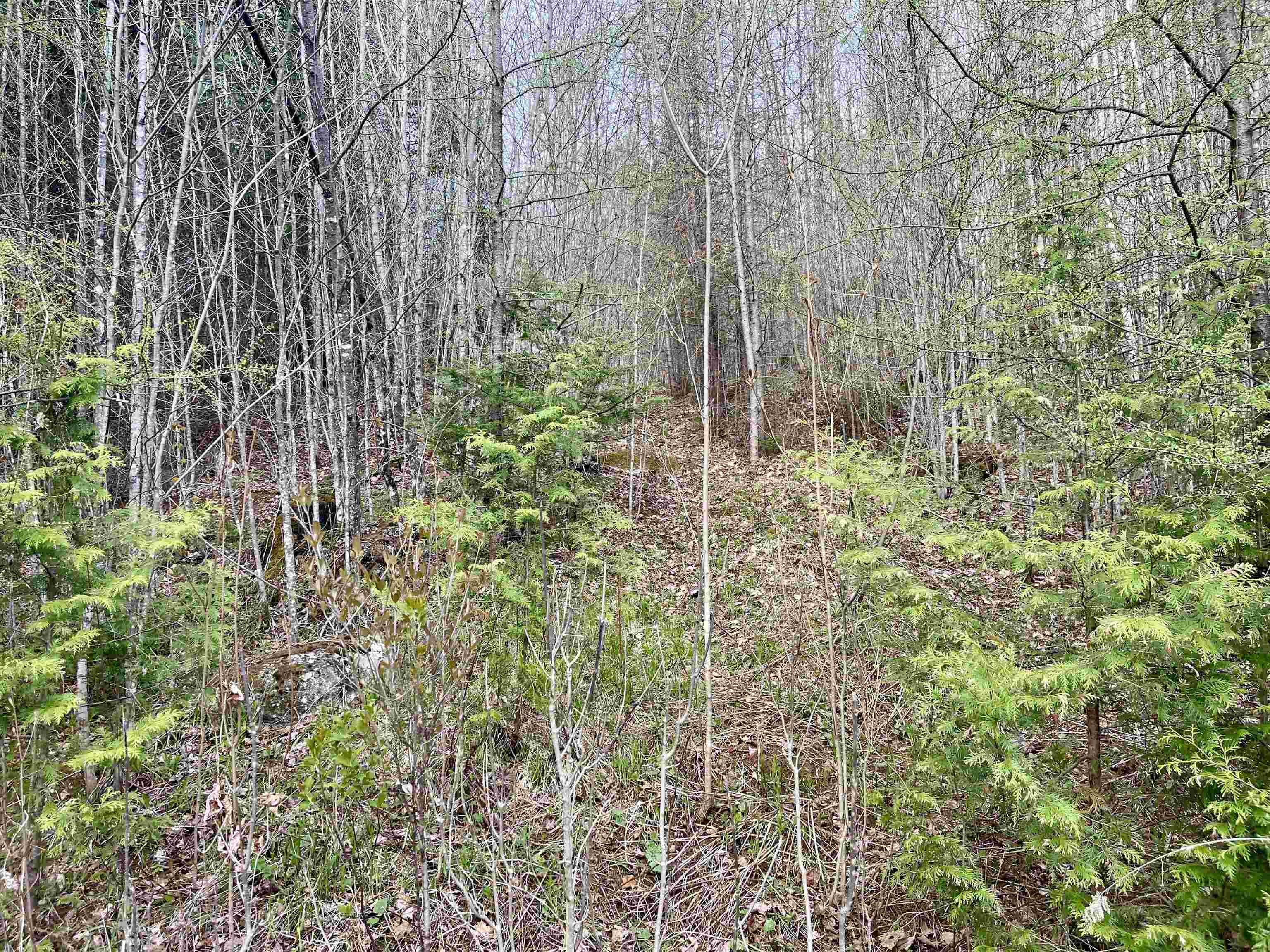 0 Lost Nation Road East Haven, VT 05837 - Photo 7 of 22