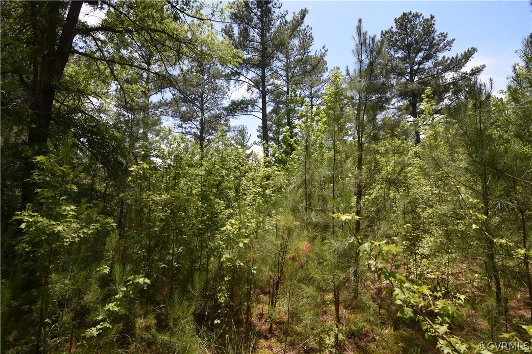 3810 Bailey Farm Road Moseley, VA 23120 - Photo 21 of 40 a view of a tree