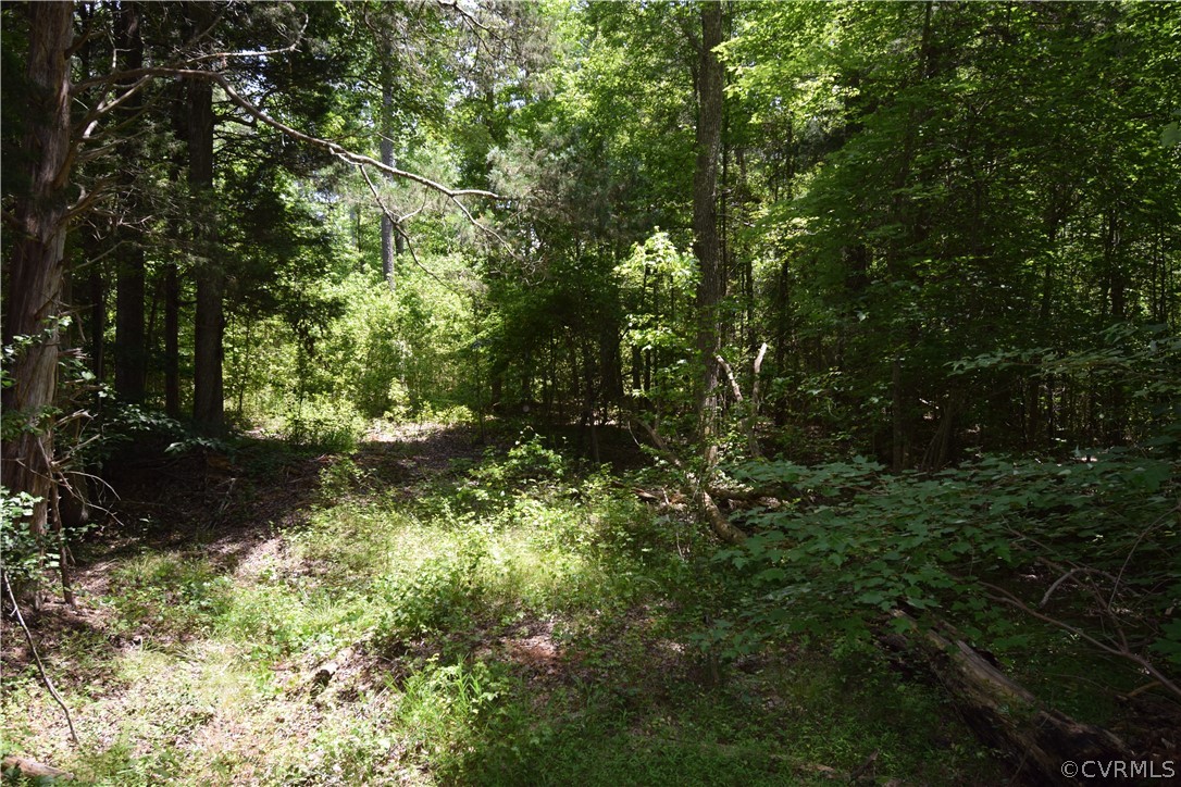 3810 Bailey Farm Road Moseley, VA 23120 - Photo 23 of 40 a view of a forest