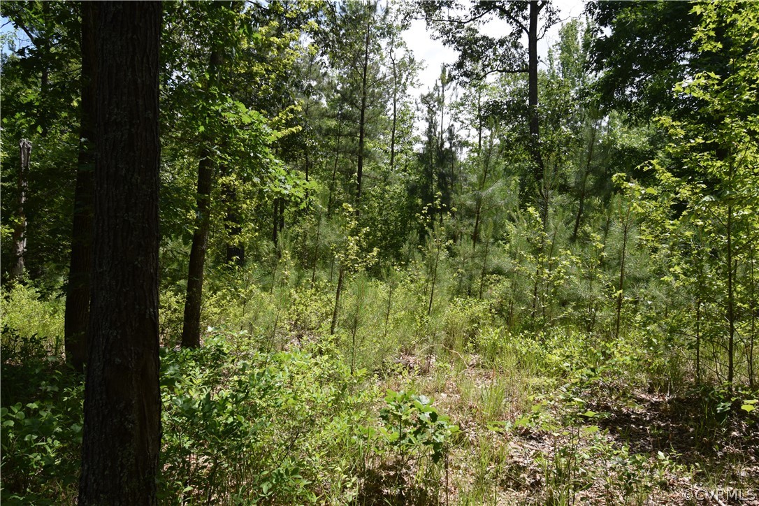 3810 Bailey Farm Road Moseley, VA 23120 - Photo 36 of 40 a view of a lush green forest