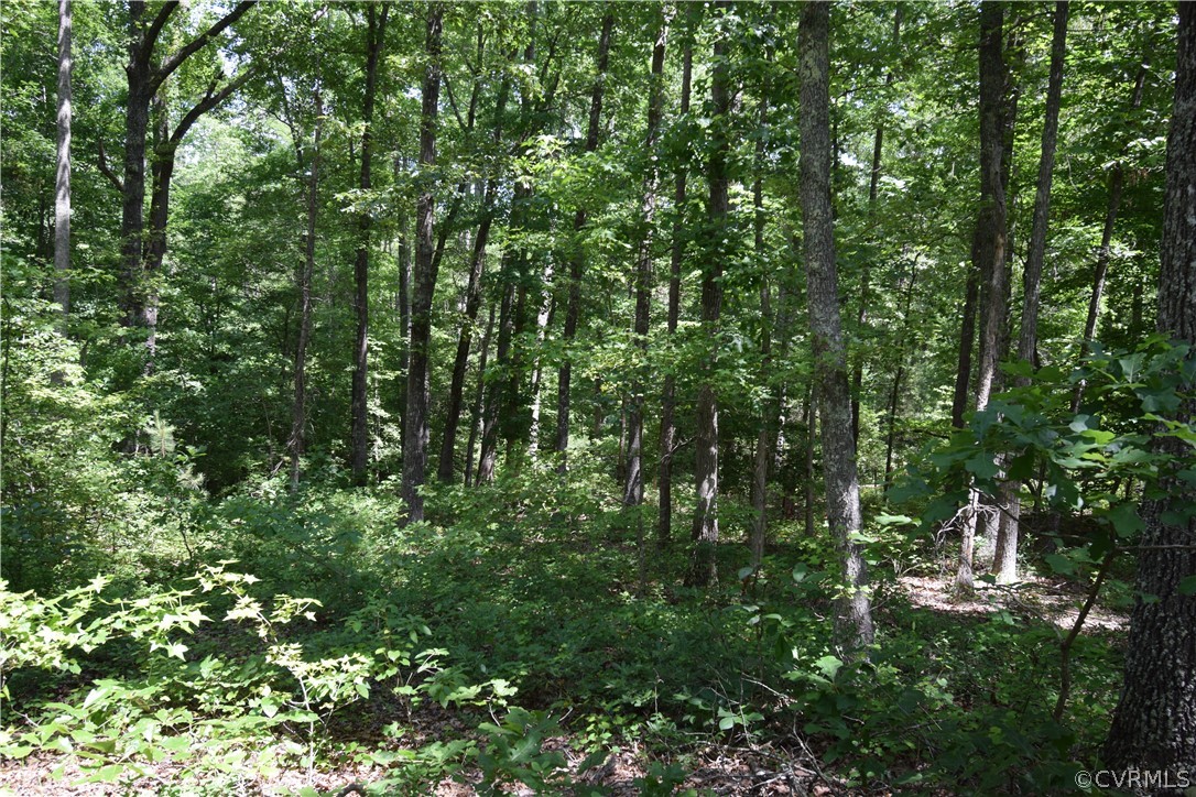 3810 Bailey Farm Road Moseley, VA 23120 - Photo 39 of 40 a view of a lush green forest
