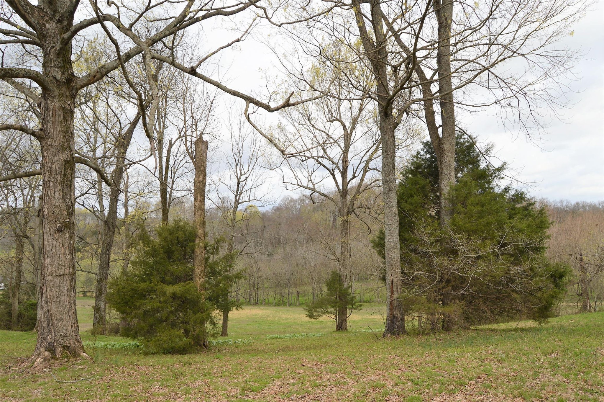 0 Carl Fox Road Cornersville, TN 37047 - Photo 1 of 29 Gallery Image 1