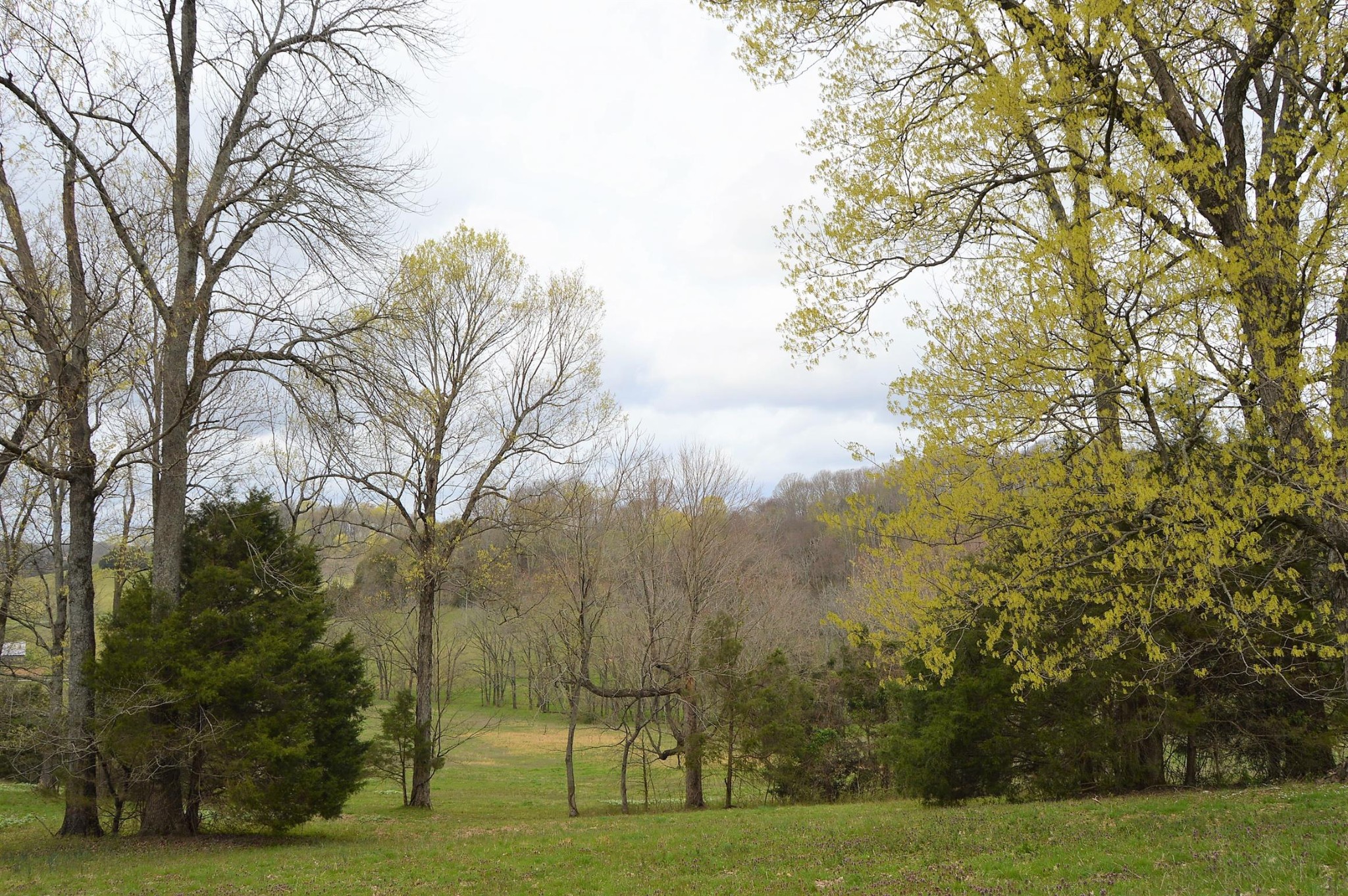 0 Carl Fox Road Cornersville, TN 37047 - Photo 3 of 29 Gallery Image 3