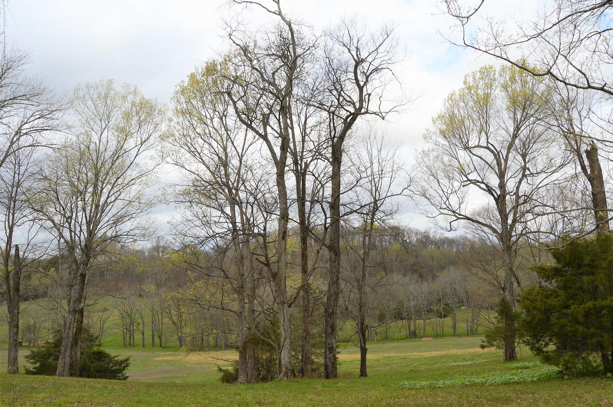 0 Carl Fox Road Cornersville, TN 37047 - Photo 4 of 29 Gallery Image 4