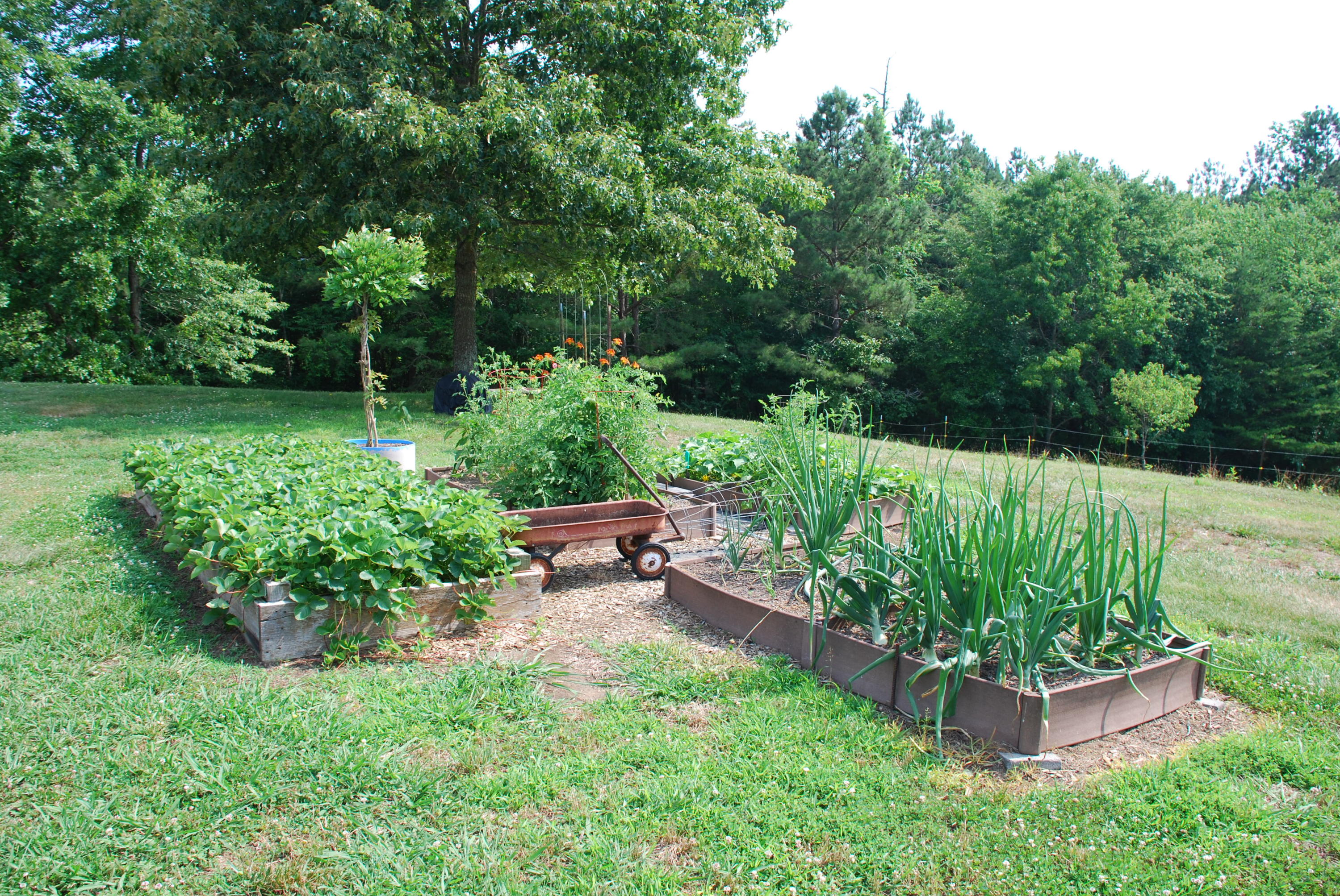 5238 Bell Ridge Drive Apison, TN 37302 - Photo 21 of 46 DSC_0482