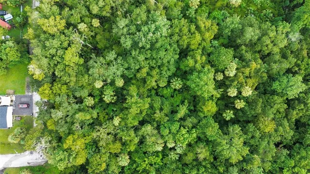 a view of a lush green forest with lots of trees