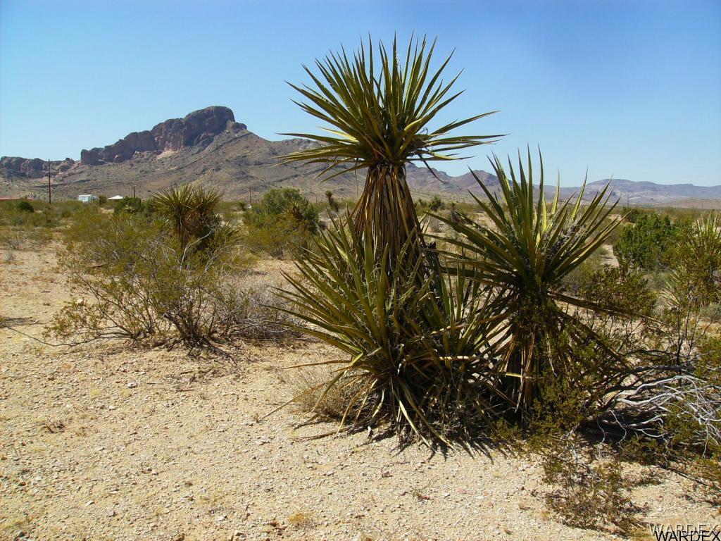 Yuccas on parcel