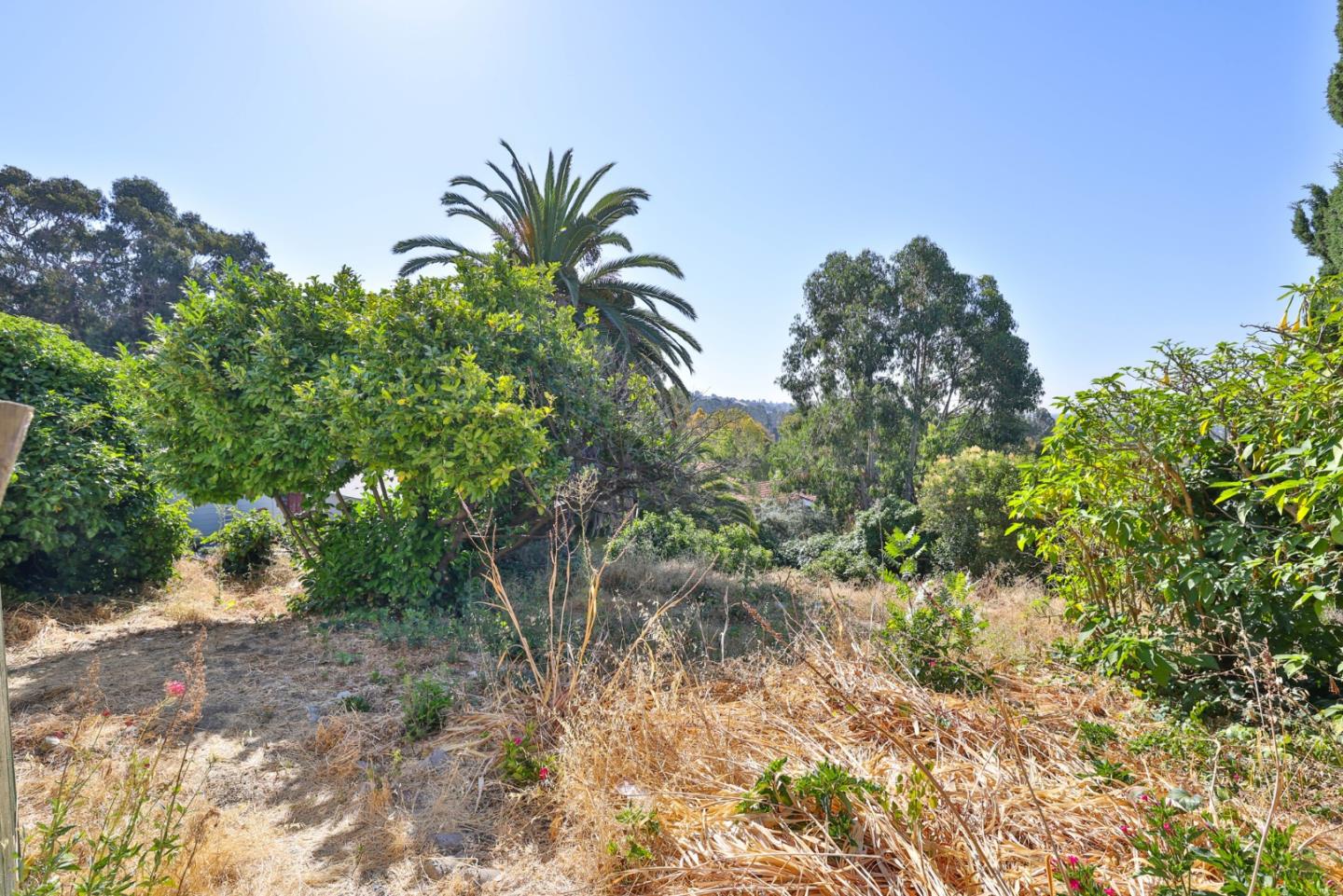 2291 Upland Road San Leandro, CA 94578 - Photo 21 of 32 a view of a plants with a tree in the background