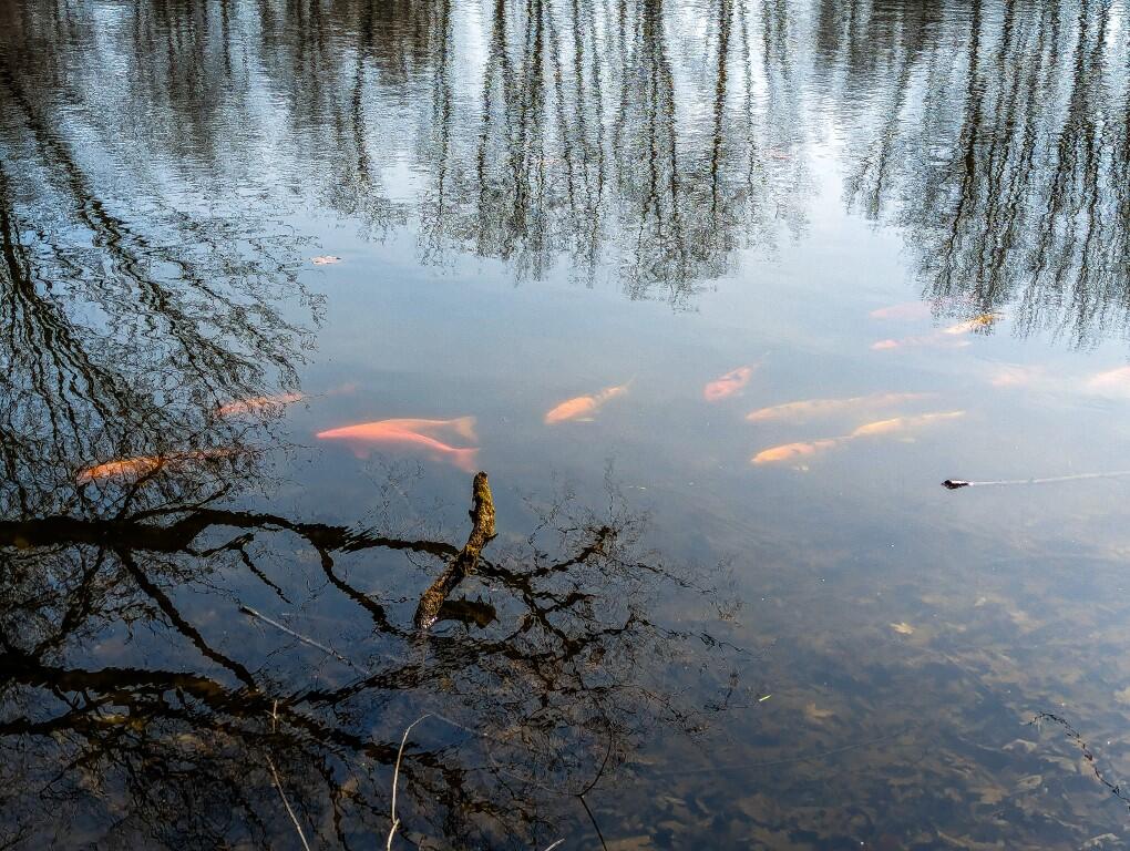 6400 McCain Road Spring Arbor, MI 49283 - Photo 56 of 57 Coy Fish