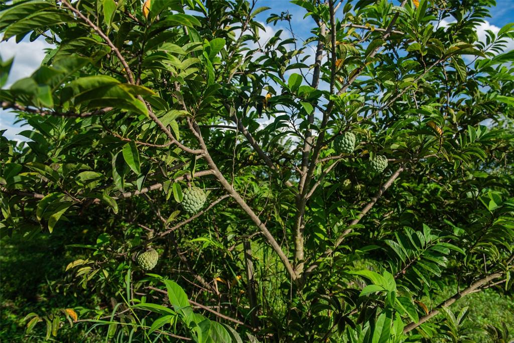 Blanton Acres Road Plant City, FL 33565 - Photo 13 of 24