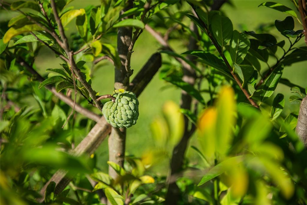 Blanton Acres Road Plant City, FL 33565 - Photo 14 of 24