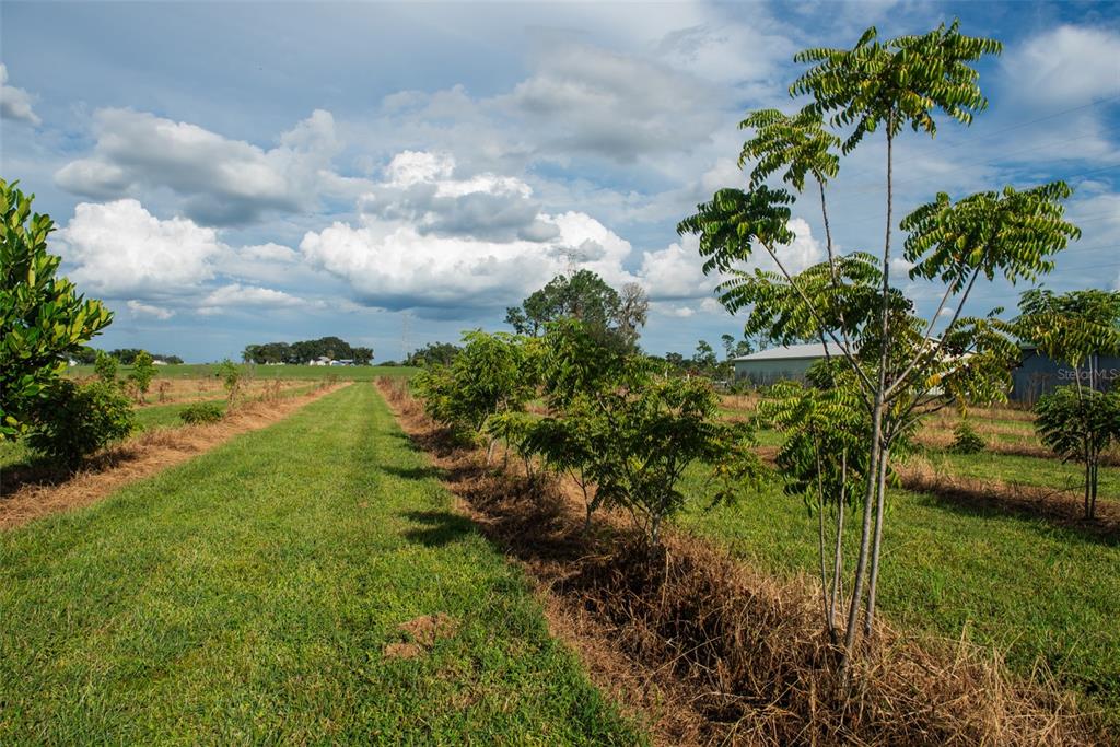 Blanton Acres Road Plant City, FL 33565 - Photo 15 of 24