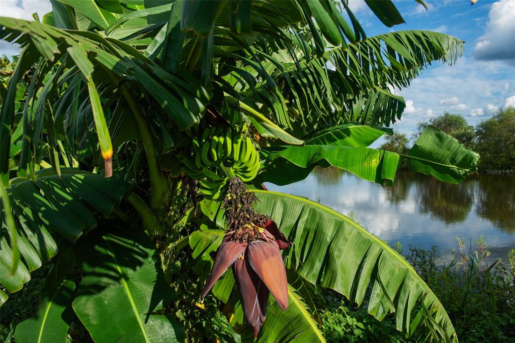 Blanton Acres Road Plant City, FL 33565 - Photo 9 of 24