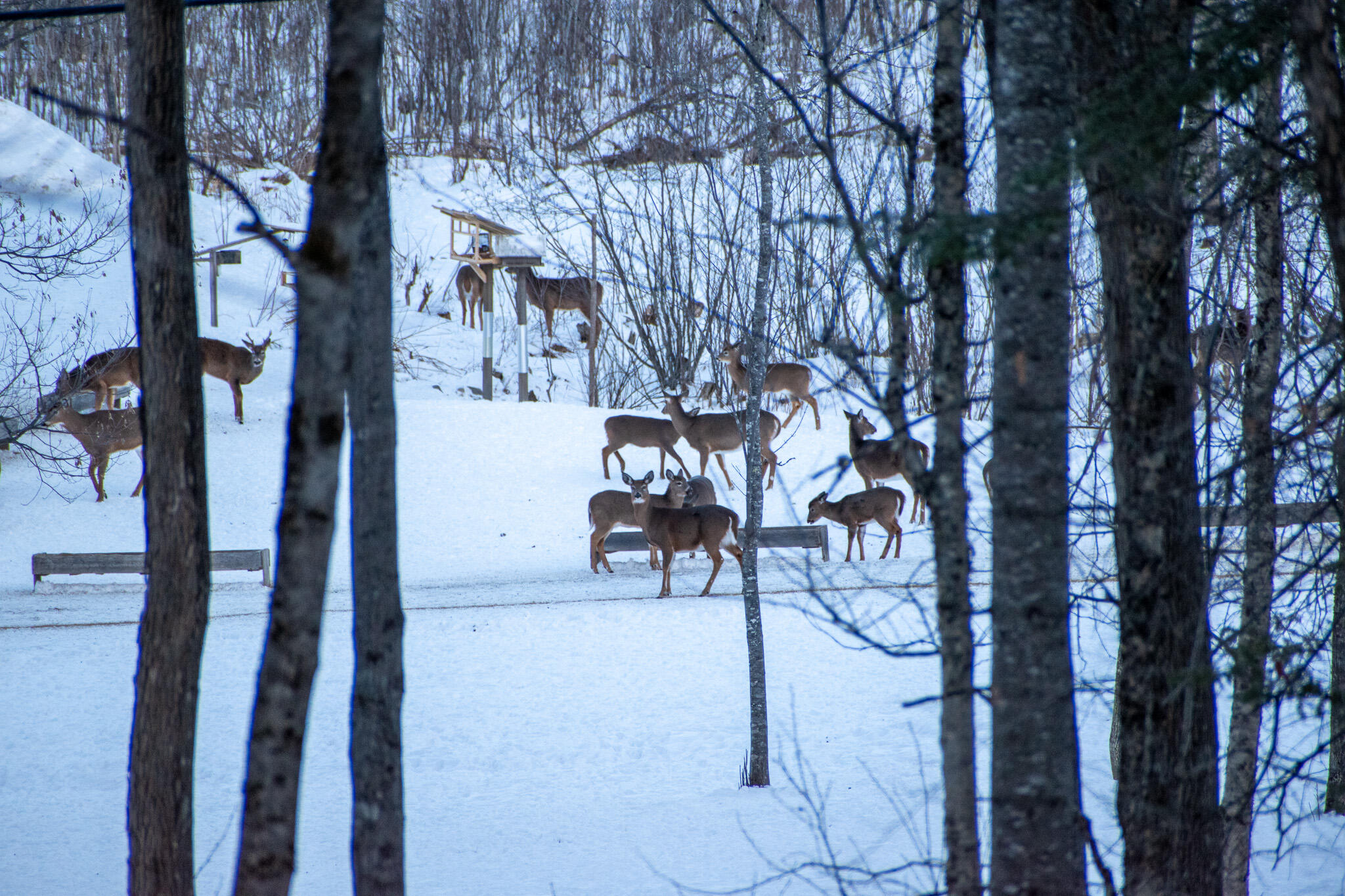 13 A Rips Road Brownville, ME 04414 - Photo 5 of 47 DSC_0267