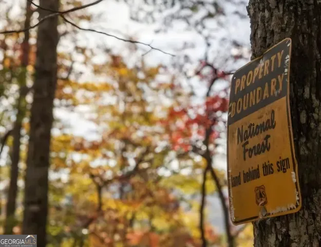 a view of a tree in a yard