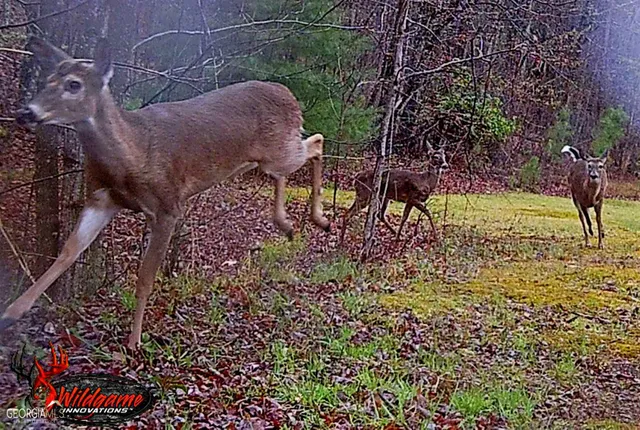 $680,000 | 1994 Camp Creek Road, Lakemont, GA 30552