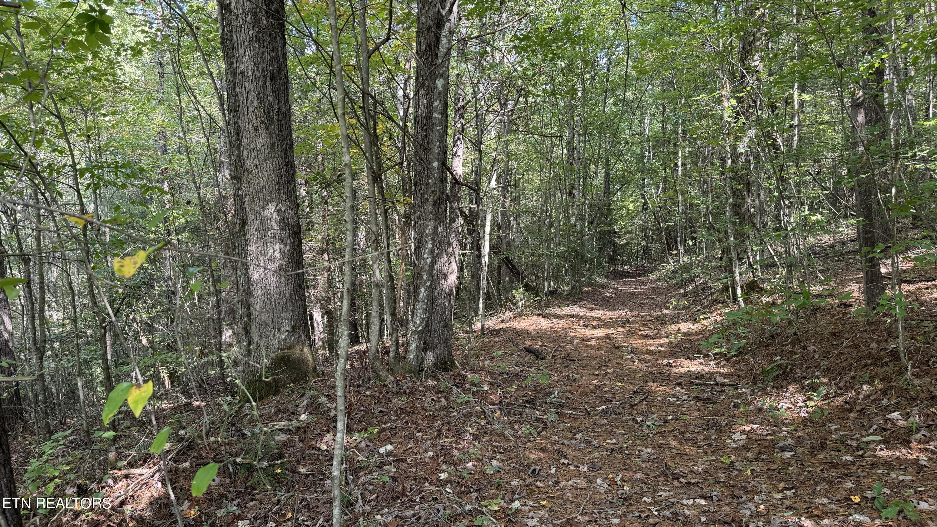 Hollow Lane Oneida, TN 37841 - Photo 4 of 11 IMG_2949