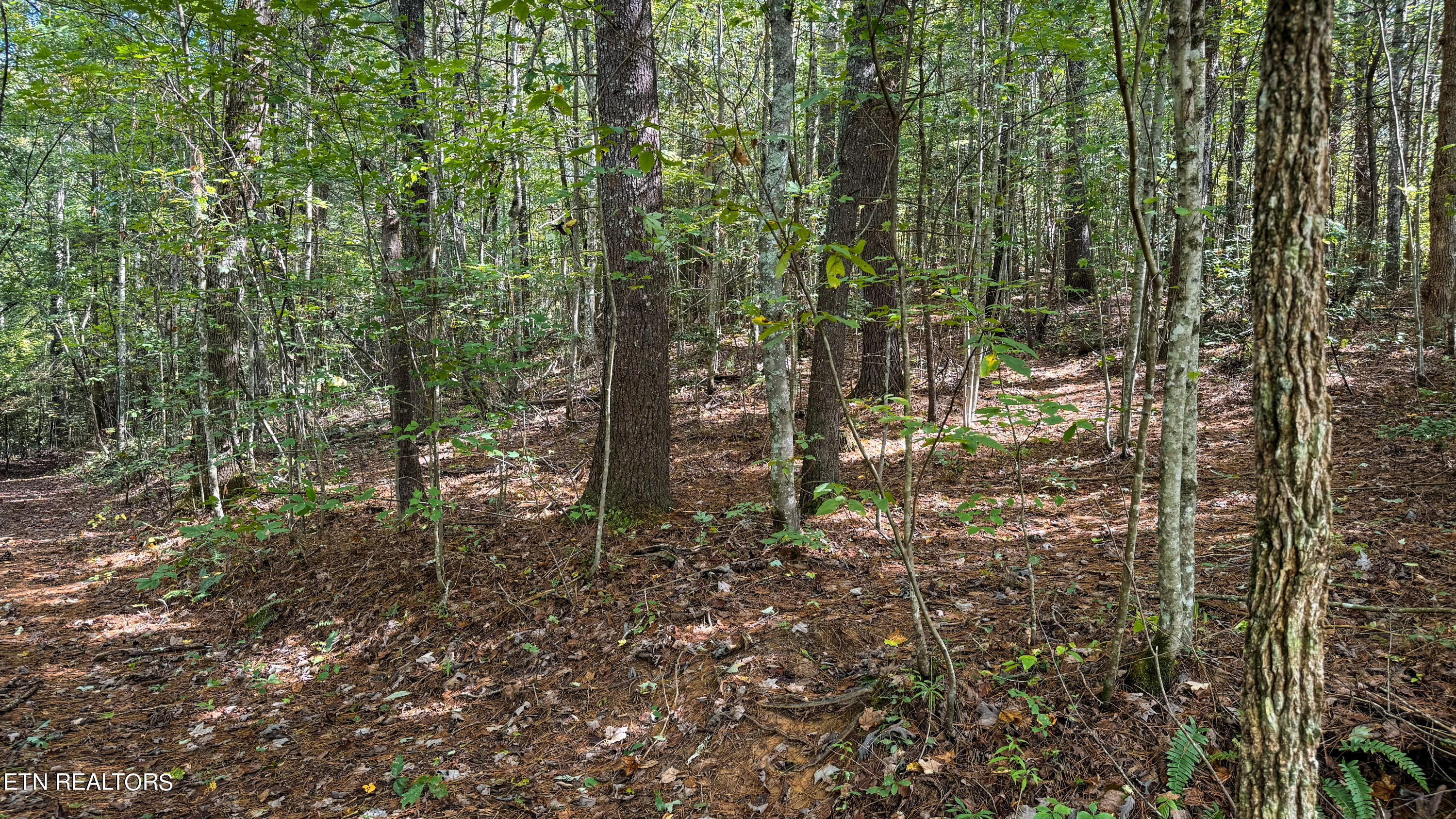 Hollow Lane Oneida, TN 37841 - Photo 5 of 11 IMG_2948