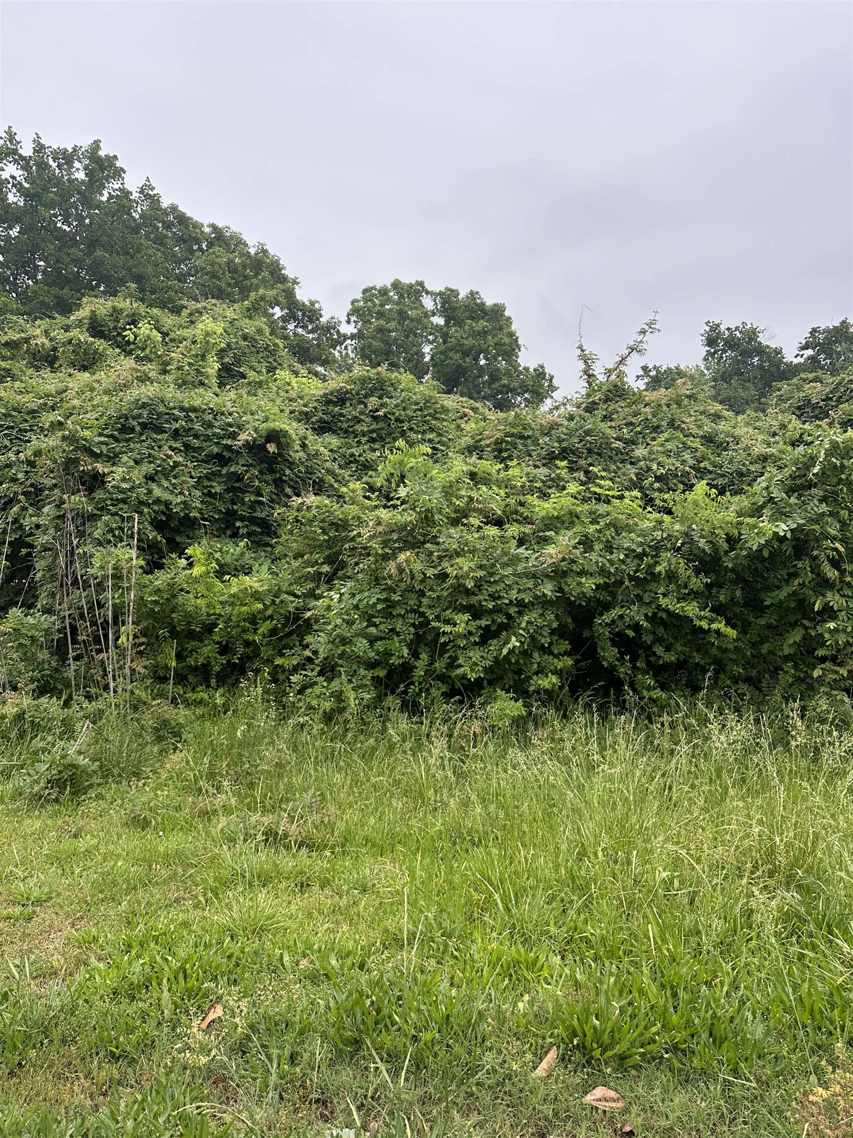 a view of a green field with lots of bushes