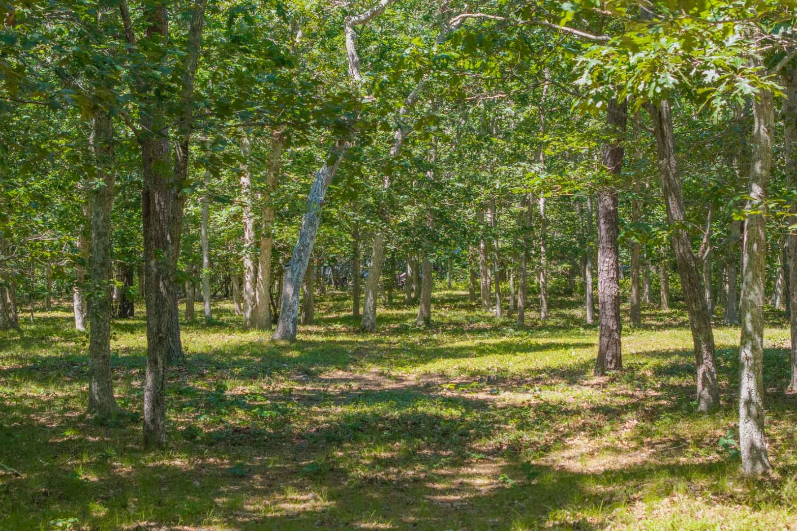 4 Wilsons Lane Edgartown, MA 02539 - Photo 16 of 17 a view of a park with large trees