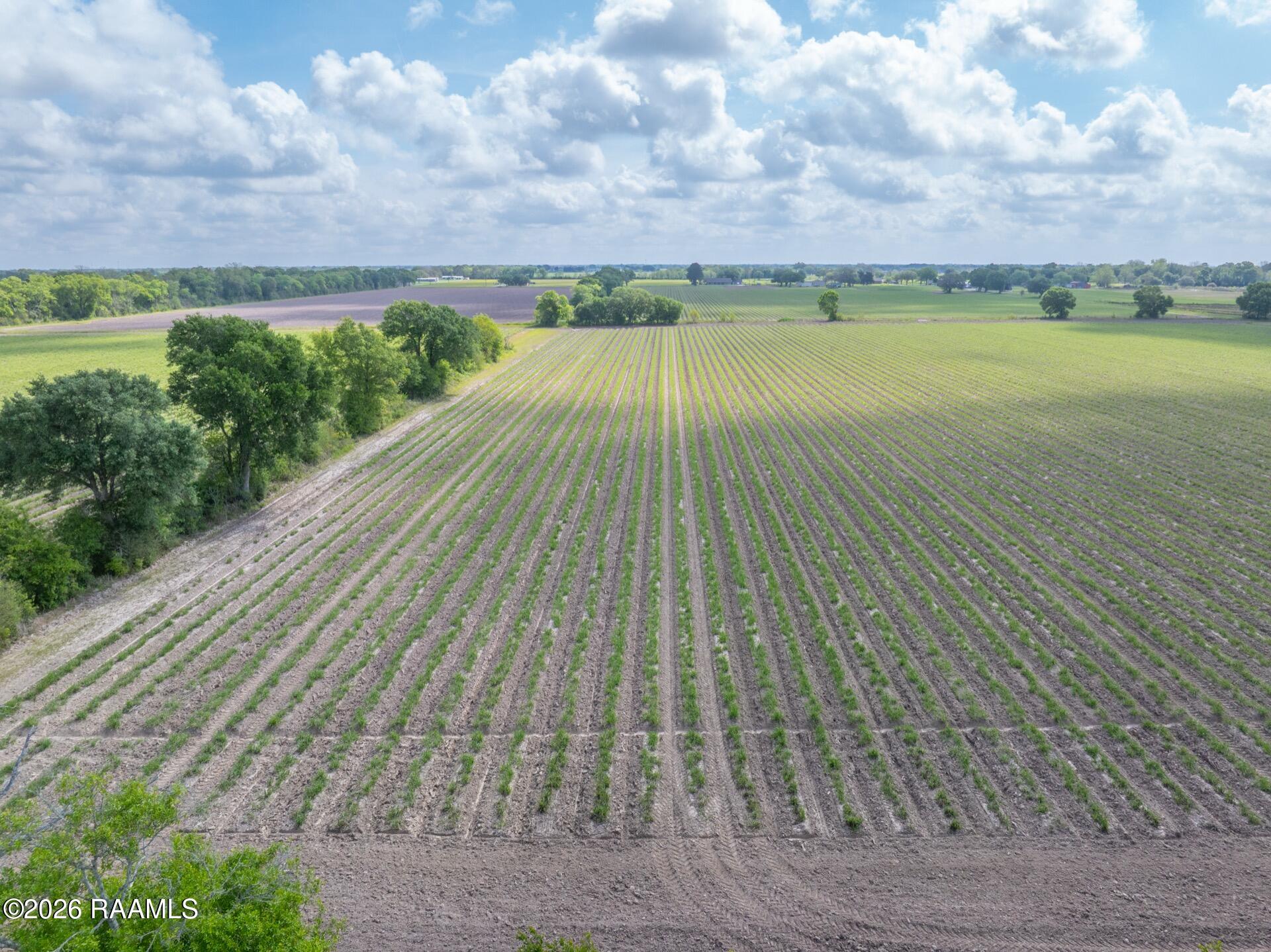 Tbd Leroy Road Maurice, LA 70555 - Photo 11 of 15 TBDLeroy-7