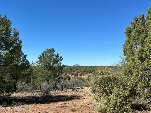 a view of a forest with trees in the background