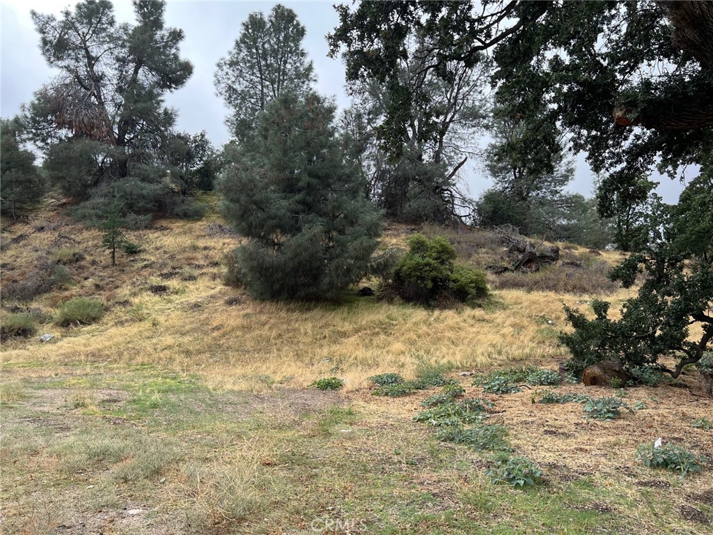 a view of a yard with plants and trees