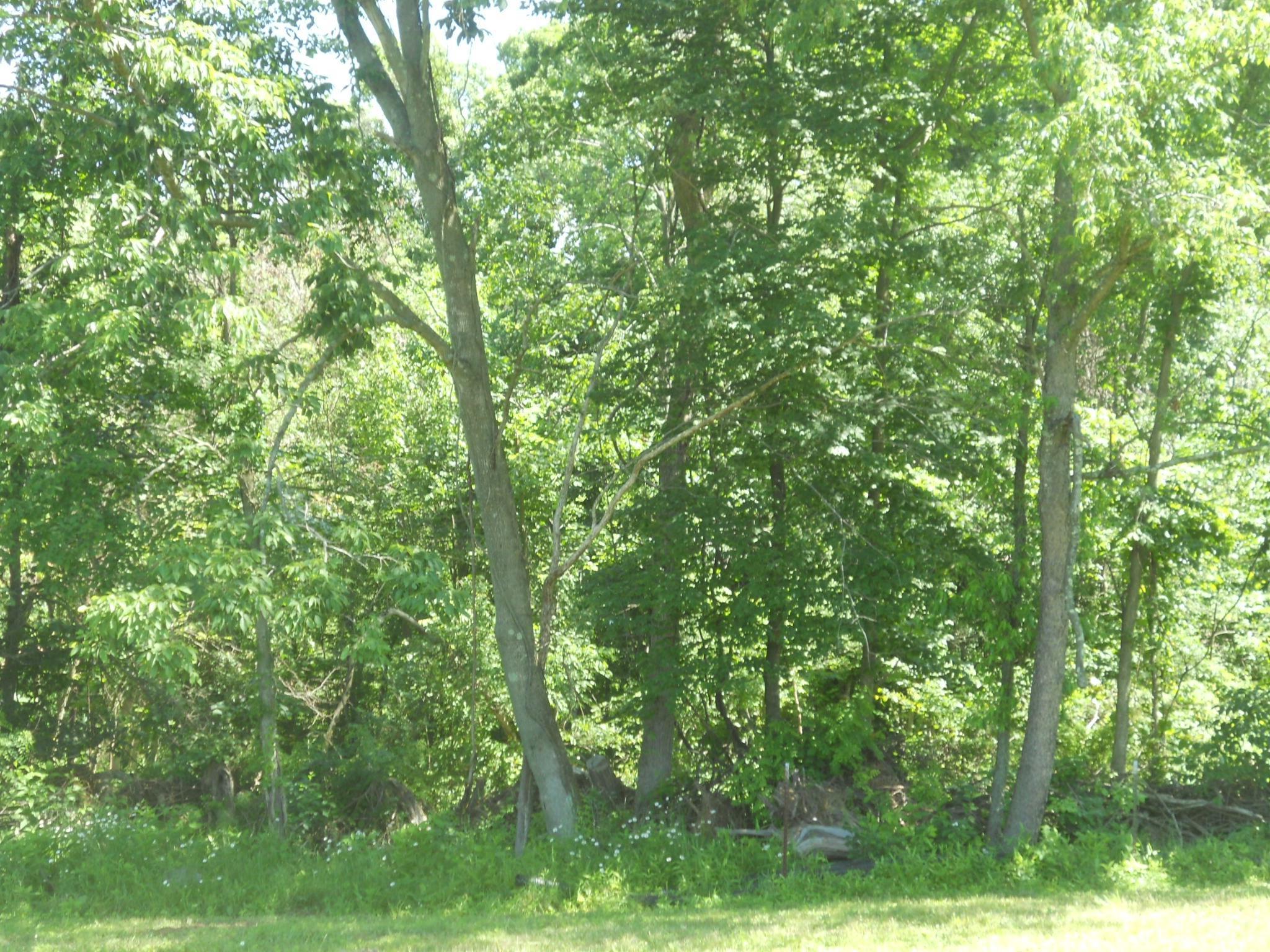 10525 Dutch Hill Road Dresden, OH 43821 - Photo 31 of 45