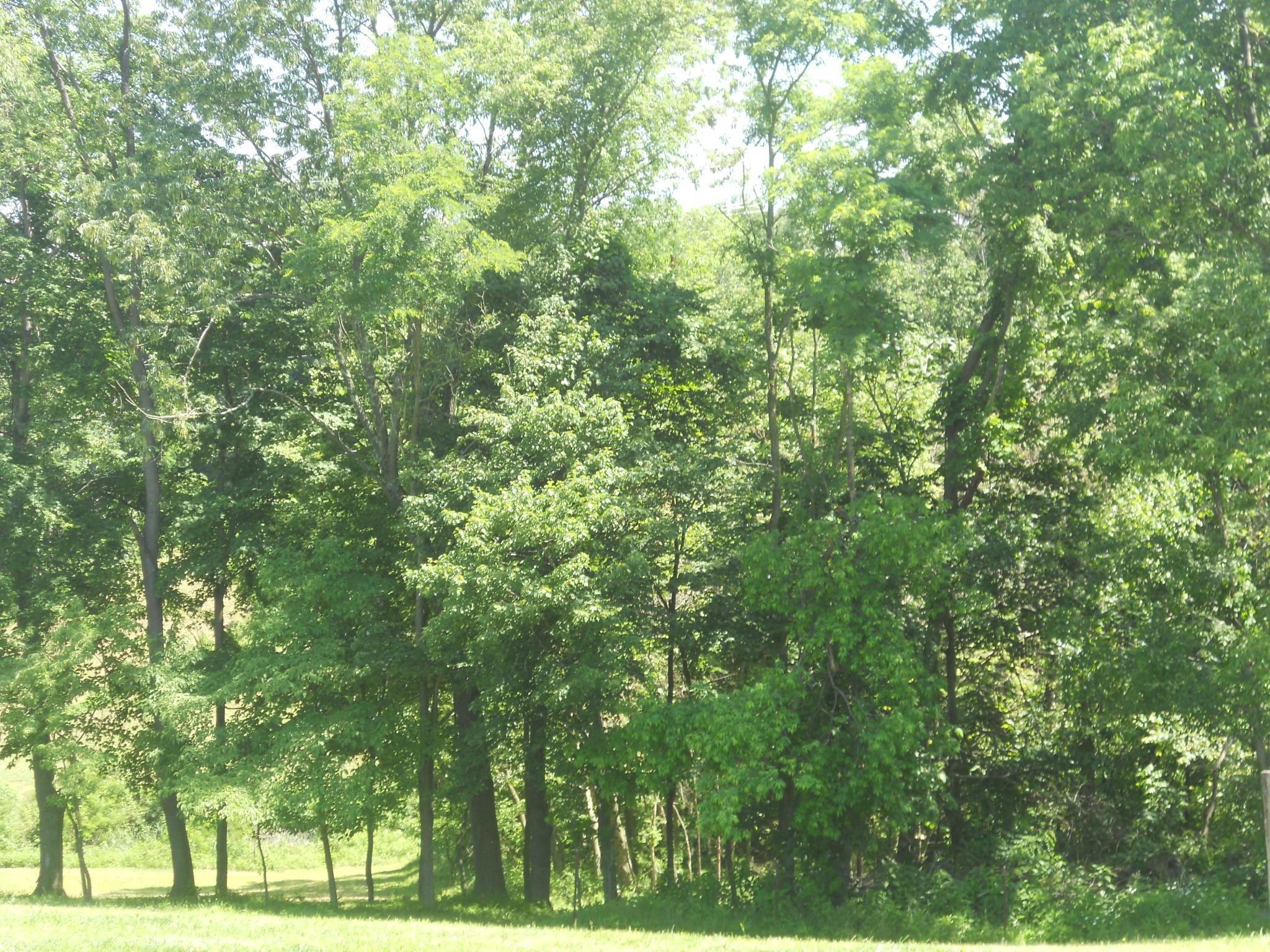 10525 Dutch Hill Road Dresden, OH 43821 - Photo 42 of 45