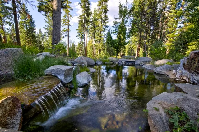a view of a yard with large trees