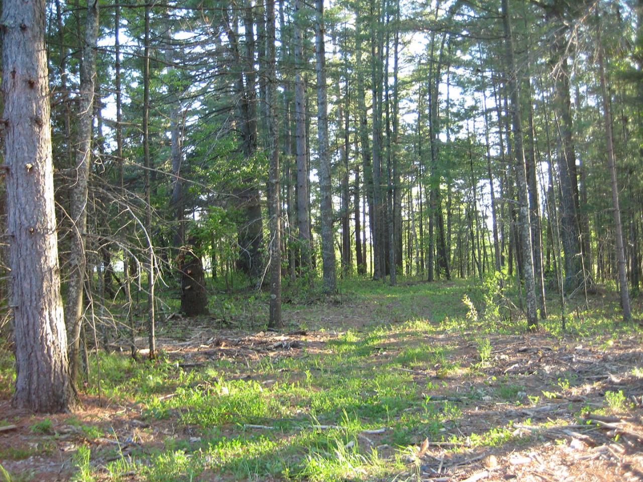 Lot #83 Old Camp Road Eagle River, WI 54521 - Photo 4 of 6 Gallery Image 4