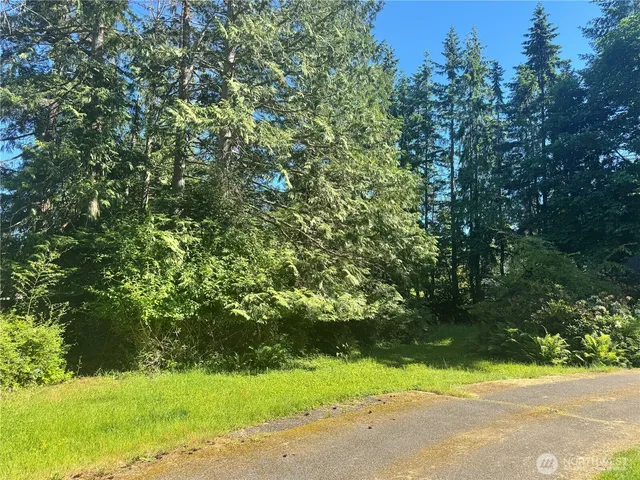 a view of a yard with plants and large trees