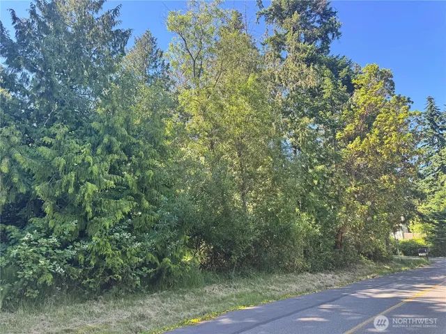 a view of a forest with a tree