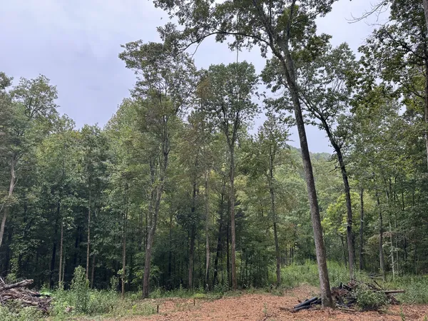 a view of forest